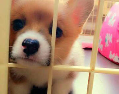 可愛度爆表的小柯基　竟然會跟媽咪發脾氣～♥♥