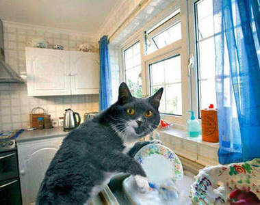 貓的僕人～貓其實很會做家事的～ΦᴥΦ