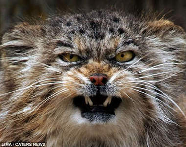 貓的態度超差　世界上最古老的帕拉斯貓