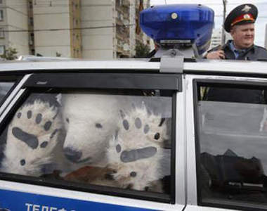 《北極熊車檢員》警察叔叔我不是偷車賊啦www