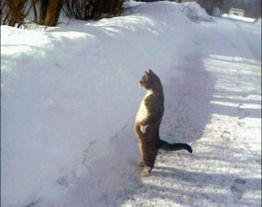 《淡定寵物》你們也太冷靜..給點反應好嗎？