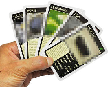 《便便紙牌》似乎世界第一臭但其實也還好的卡片遊戲