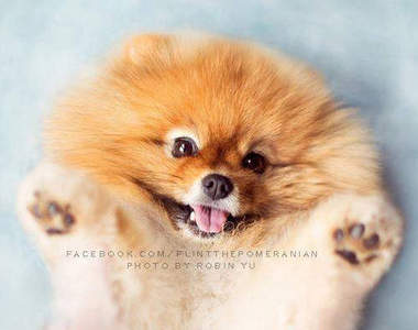 博美狗界的新偶像誕生《Flint》可愛笑容迷倒你真是不好意思♥