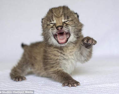 山貓＆雲豹　野性與可愛兼具的貓科動物