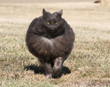 《霸氣貓席格蒙》霸氣外露　讓人一眼就拜倒在牠的肉球之下