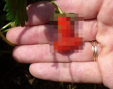 令人猶豫的《奇特草莓》到底該不該吃呢......