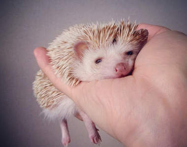 治癒系刺蝟Darcy寫真　每張照片都好有故事