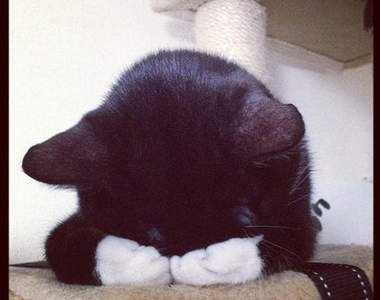 《埋臉的喵星人》明天星期一...我不想上班啦...