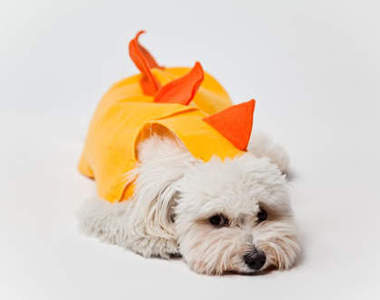 《寵物恐龍裝》我不是恐龍啦~不要穿這樣QQ