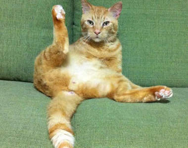 《貓的奧運》慶祝東京申奧成功 喵選手們也要開始準備囉((*oΦ∀Φ*)o