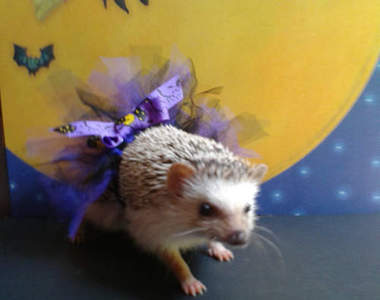 《刺蝟寵物服》萬聖節就跟著主人一起變妝出門吧♥