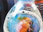 杯底不可養金魚  那可樂瓶裡呢...?(吐) 杯底不可養金魚  那可樂瓶裡呢...?(吐)
