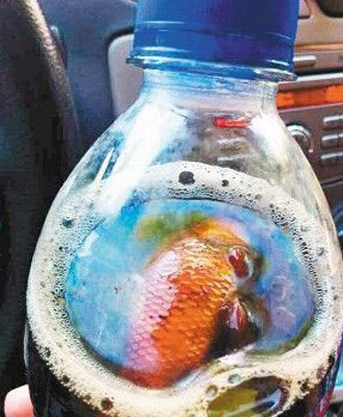 杯底不可養金魚那可樂瓶裡呢 吐