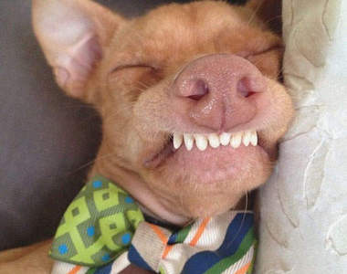 擁有《鯊魚齒的狗》Tuna 你看我會露齒笑 