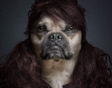 《狗狗證件照》戴假髮比較性感啦(嗯？)