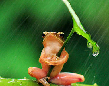 《撐傘小樹蛙》真是頂呱呱聰明～（笑）