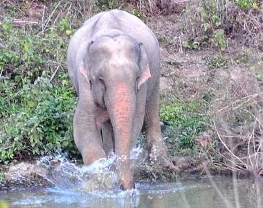 罕見《粉紅大象》在泰國被發現？！