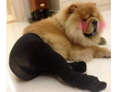 大陸性感？《褲襪犬》大流行　狗狗不會很不舒服嗎？