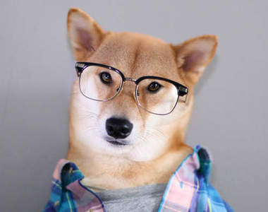 《男裝柴犬狗》向犬界潮男學習穿搭吧～汪ᵔᴥᵔ 