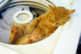 《洗衣機貓》貓的～你怎麼躲到洗衣機裡去了呀！？