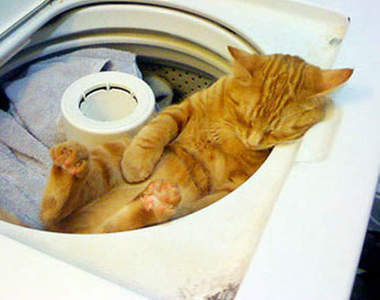 《洗衣機貓》貓的～你怎麼躲到洗衣機裡去了呀！？