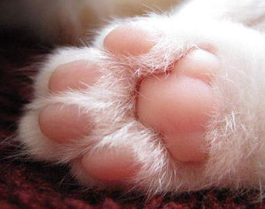 貓咪也可以看手相?《肉球相》分辨貓咪性格