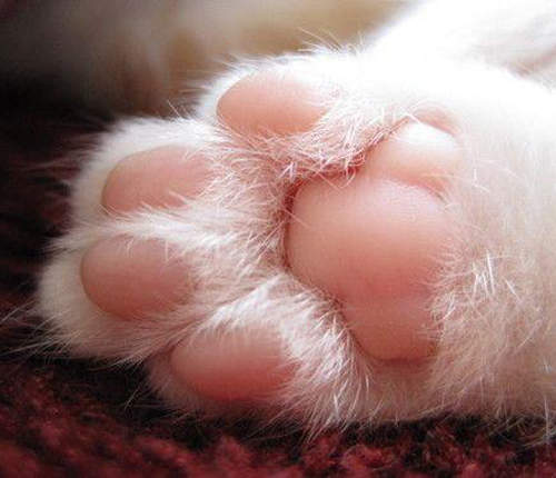 貓咪也可以看手相 肉球相 分辨貓咪性格
