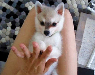 看狗狗們耍笨也很治癒~真的是無敵可愛~