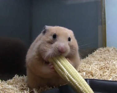 哈姆太郎超可愛吃相　衝擊的完食瞬間怎麼有點可怕(ﾟДﾟﾉ)ﾉ