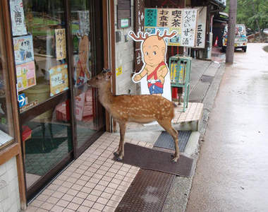 奈良縣民才懂的事　原來大家都有被鹿追過啊wwww