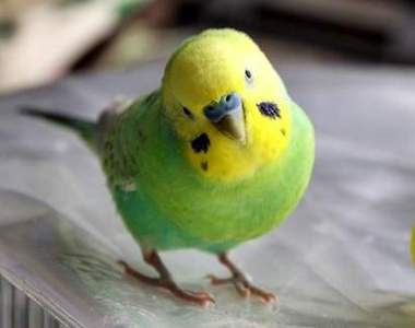 《鸚鵡口味冰淇淋》讓你享受小鳥入口即化的…(抖)