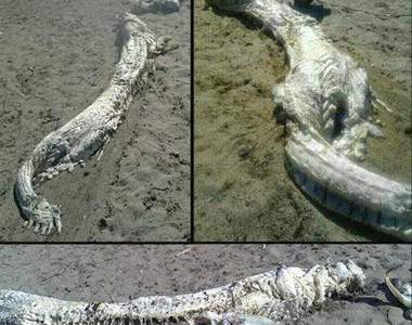 《西班牙海怪》長得像龍的海怪現身?!