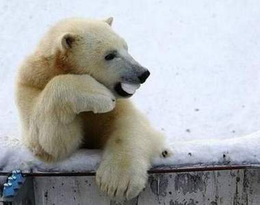 《動物性感照》要跟我喝一杯嗎？（挑眉）