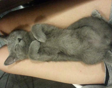 網友《曬貓文》又變成美貓選秀大會啦(◕ܫ◕)