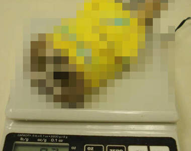 《貓頭鷹的體重測量法》人...人家沒有在開玩笑　是認真的◕ㅂ◕