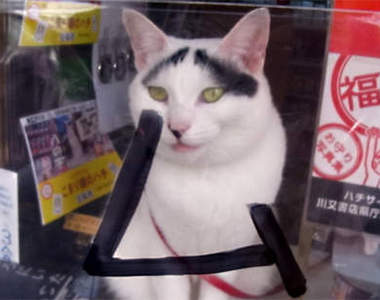 看起來超無辜《八字眉的幸運店貓》