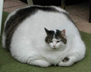 《貓咪老師真貓版》！？這個胖外形只是「容器」而已啦…