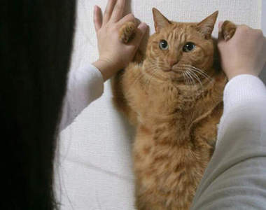 《貓的牆壁咚》你這小傢伙的表情也太可愛了吧～(,,◕　⋏　◕,,)