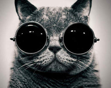 《駭客任務貓》貓的~叫我尼歐~