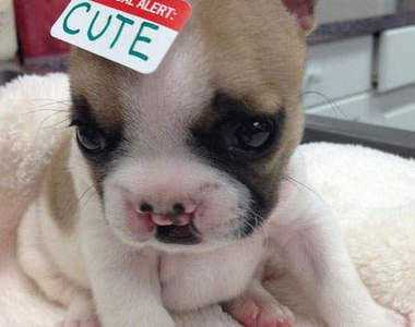 超Q《兔唇狗》就是喜歡牠的缺陷美❤