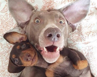 大小狗《超級好朋友》少了誰都不可以