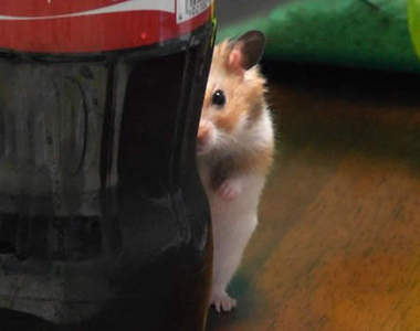 強悍哈姆太郎　你不容小覷的倉鼠狂野之處 ( ´﻿ ・ω・`)