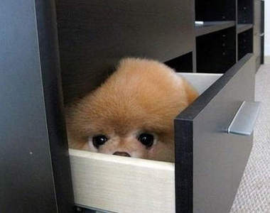 超明顯《狗狗躲貓貓》到底是誰看不到誰呢？