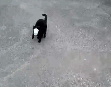 《貓與碗》我退~退~退~這東西怎麼還不走阿(崩潰)