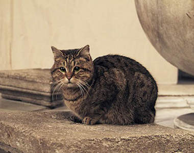 《聖索菲亞大教堂的貓》連歐巴馬總統都很愛它喔