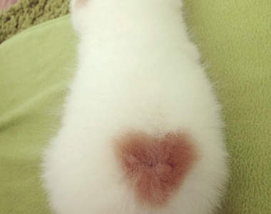 超萌《愛心貓》我要直接把你抱回家^❤^