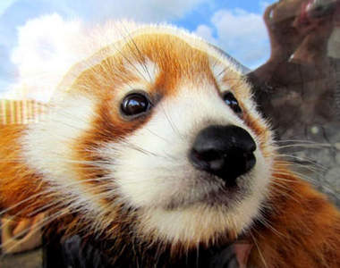 超可愛《小貓熊咖哩》邊吃邊看小貓熊 ε(๑> ₃ <)з