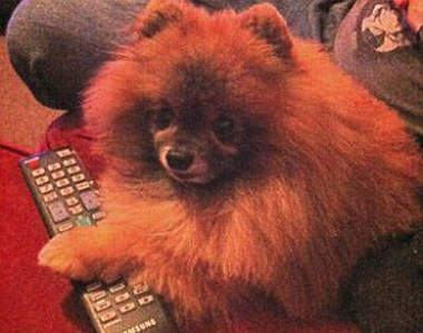 《兇殘的寵物》請各位保護好自己家的寶貝Q口Q