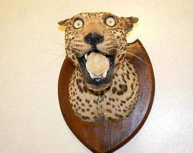 詭異的《超不像動物標本》快獵奇了啦....