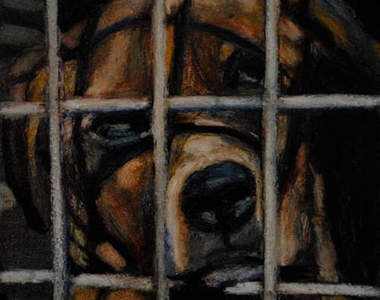 安樂死前《狗狗最後的表情》請用認養代替購買